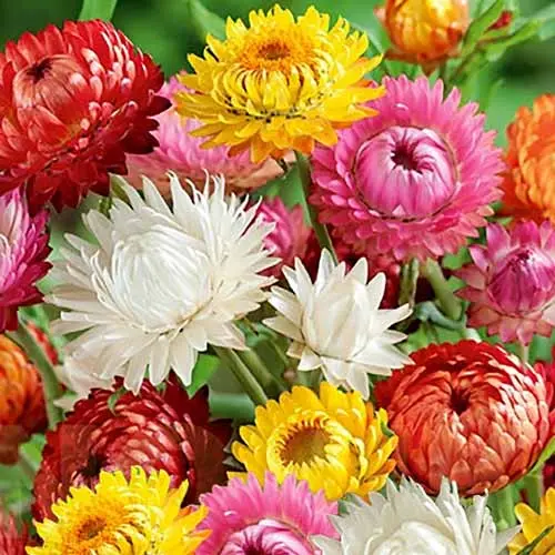 Helichrysum Everlasting Flower Seeds with colorful blooms