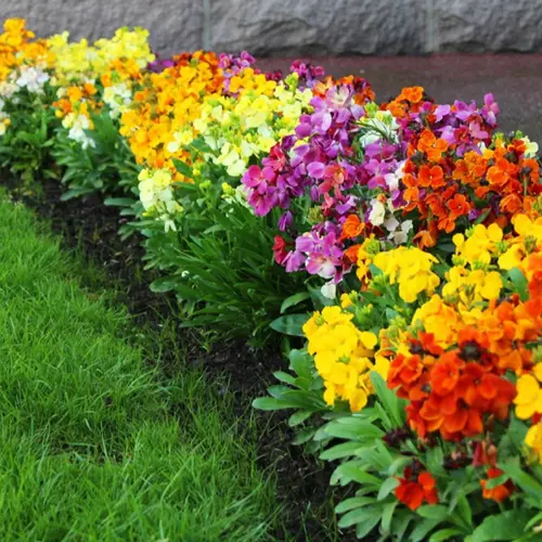 Wallflower mix seeds producing fragrant winter flowers