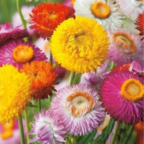 Bright strawflower plants grown from Helichrysum seeds in Pakistan