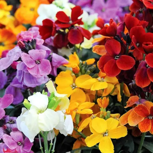 Colorful Wallflower mix blooms in Pakistan garden