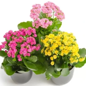 Colorful Kalanchoe succulent with long-lasting flowers – SeedBeej.pk