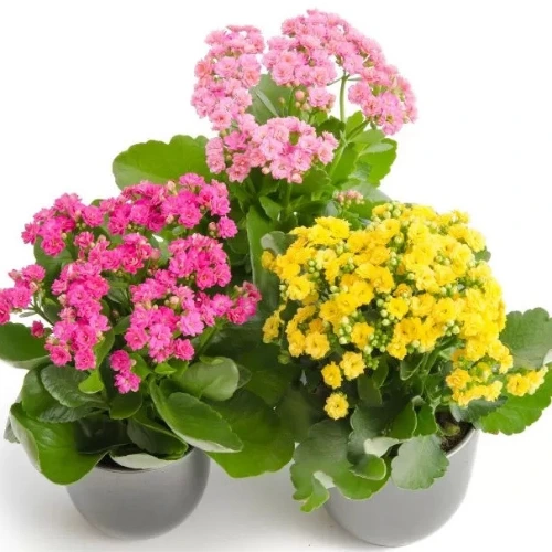 Colorful Kalanchoe succulent with long-lasting flowers – SeedBeej.pk
