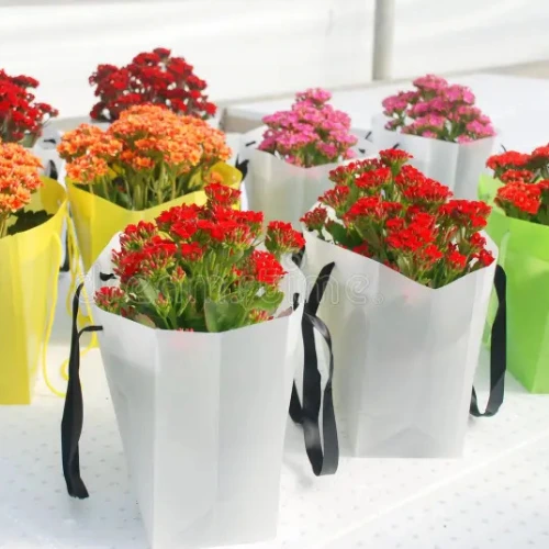 Kalanchoe mix Plant