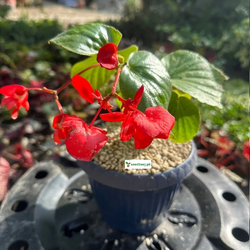 Buy Begonia pink indoor plant with lush foliage online in Lahore