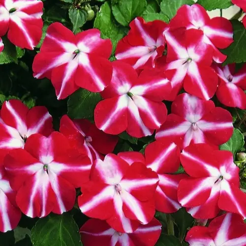 Indoor Impatien plant with pink and white blossoms – available in Lahore only