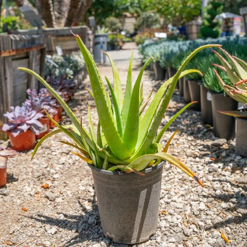 Aloe Vera indoor plant with thick green leaves – SeedBeej.pk Lahore delivery