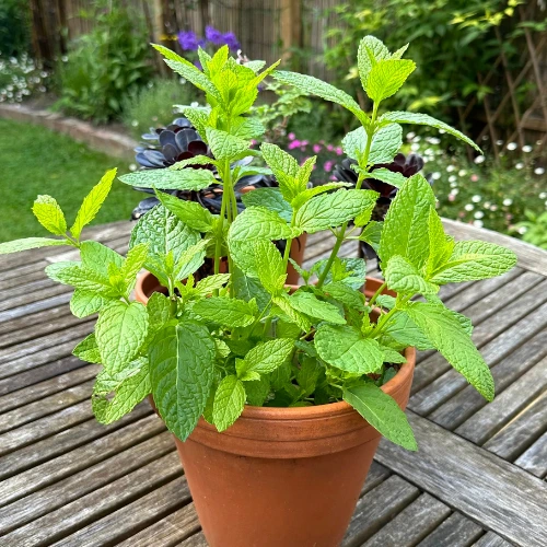 Fresh green mint plant in pot – organic Pudina for home garden Lahore