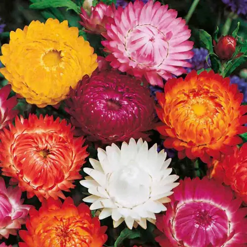 Bright strawflower plants grown from Helichrysum seeds in Pakistan