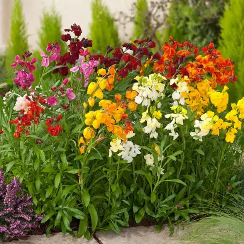 Wallflower mix seeds producing fragrant winter flowers