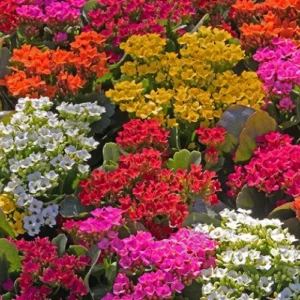 Colorful Kalanchoe succulent with long-lasting flowers – SeedBeej.pk