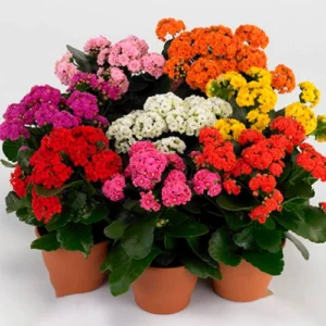 Buy Kalanchoe indoor succulent with glossy leaves online in Lahore