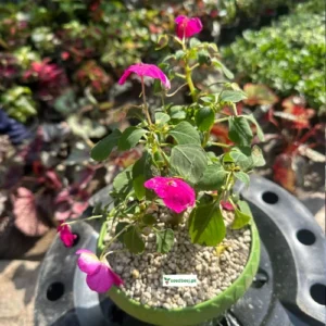 Pink Impatien flower plant in pot for indoor decoration – SeedBeej.pk Lahore