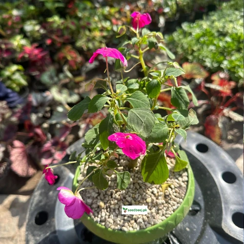 Pink Impatien flower plant in pot for indoor decoration – SeedBeej.pk Lahore