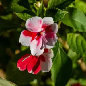 Indoor Impatien plant with pink and white blossoms – available in Lahore only