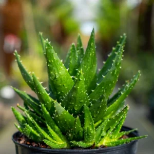 Healthy Aloe Vera plant in pot – natural healing and air-purifying plant Lahore