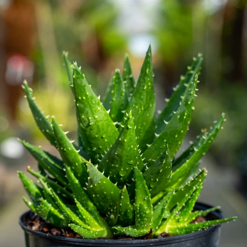 Healthy Aloe Vera plant in pot – natural healing and air-purifying plant Lahore