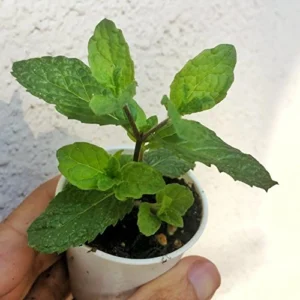 Healthy mint leaves indoor herb plant – SeedBeej.pk Lahore delivery