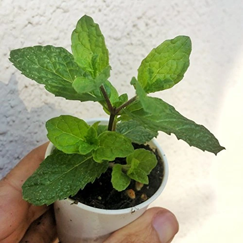Healthy mint leaves indoor herb plant – SeedBeej.pk Lahore delivery