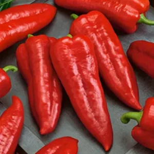 Red hot USA chilli peppers grown from premium seeds