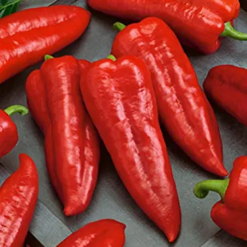 Red hot USA chilli peppers grown from premium seeds