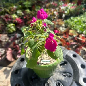 Fresh blooming Impatien pink flowers – indoor plant available in Lahore only