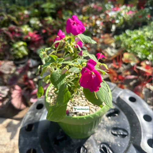 Fresh blooming Impatien pink flowers – indoor plant available in Lahore only