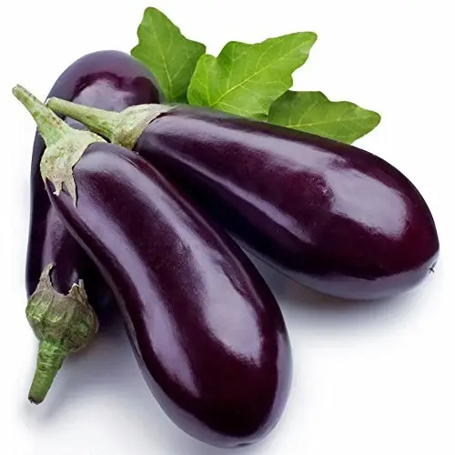 Long Brinjal Hybrid Seeds growing in Pakistan garden