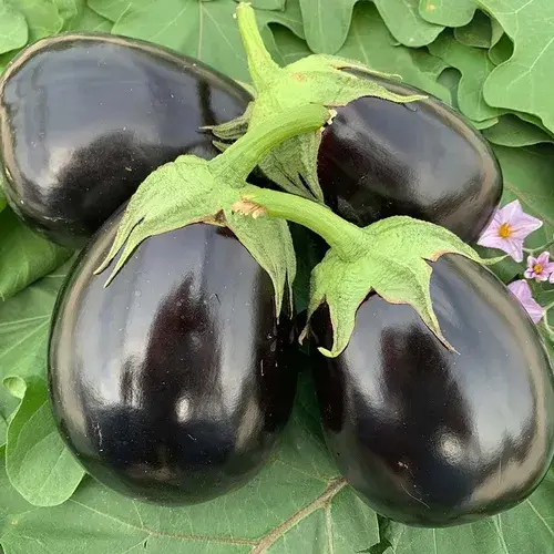 Glossy purple round brinjal hybrid plants in home garden