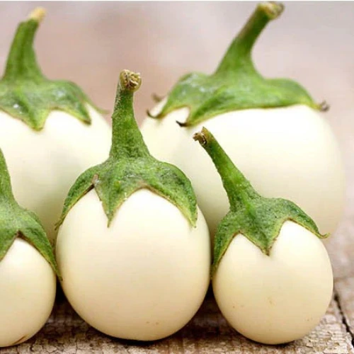 Round white brinjal growing in home garden from SeedBeej.pk seeds