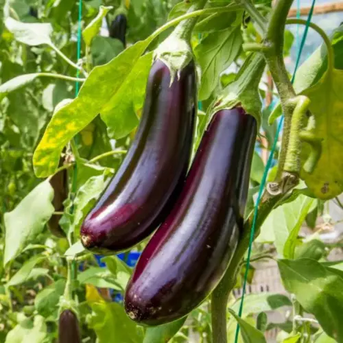 Glossy purple long brinjal fruits on healthy hybrid plant