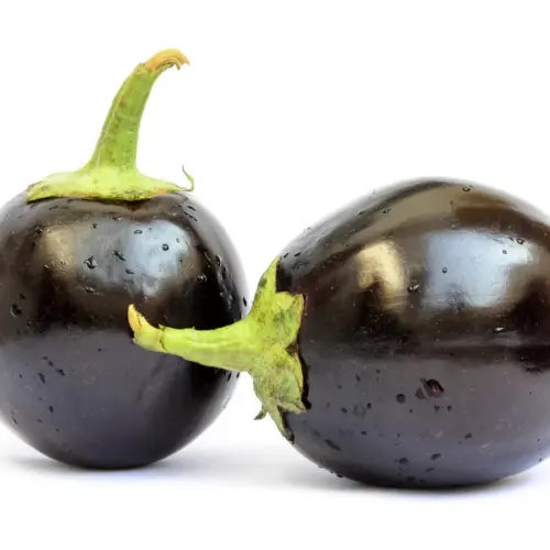 Glossy purple round brinjal hybrid plants in home garden
