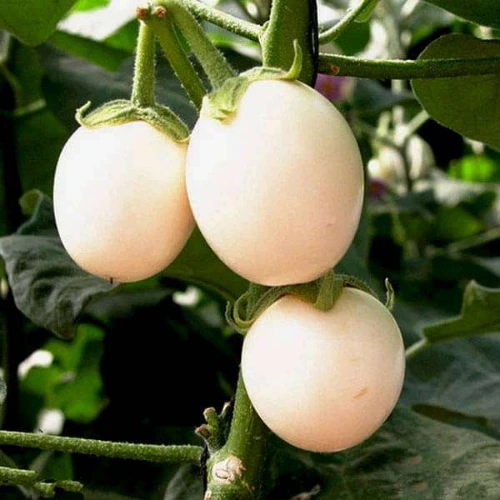 Brinjal White Round F1 Hybrid Seeds – high yield variety in Pakistan