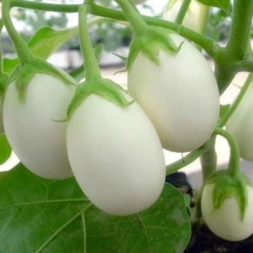 Round white brinjal growing in home garden from SeedBeej.pk seeds