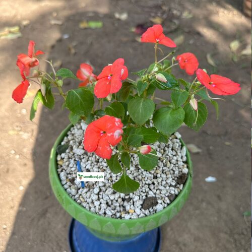 Impatien Royalty orange-white bi-color flower plant in pot – SeedBeej.pk Lahore delivery