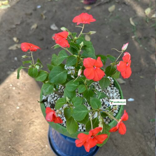 Indoor Impatien Royalty plant with orange and white blossoms – available in Lahore