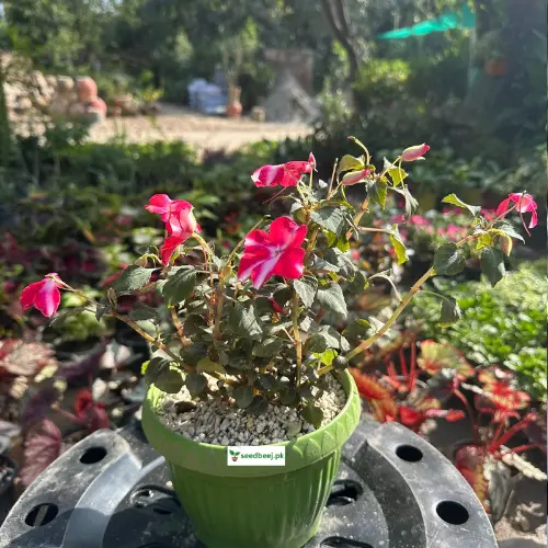 Impatien Royalty pink-white bi-color flowering plant in pot – SeedBeej.pk Lahore delivery