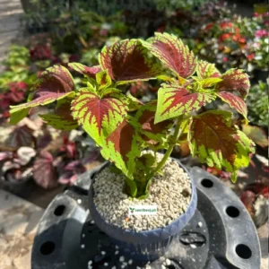 Coleus scutellarioides double color indoor plant in pot – SeedBeej.pk Lahore delivery