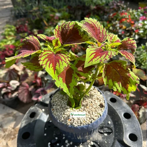 Coleus scutellarioides double color indoor plant in pot – SeedBeej.pk Lahore delivery