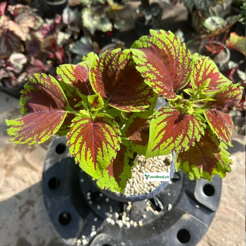 Indoor coleus plant with green and burgundy leaves – available in Lahore only