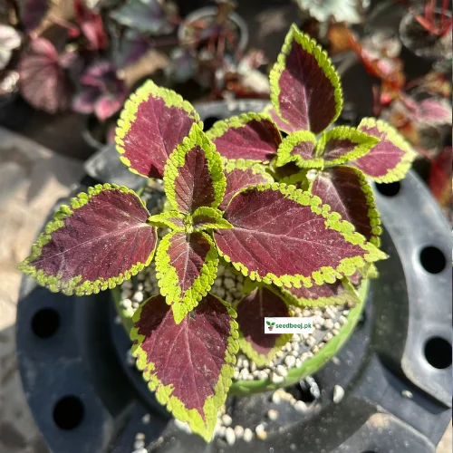 Coleus Fairway Mix indoor plant with multi-colored leaves – SeedBeej.pk Lahore delivery