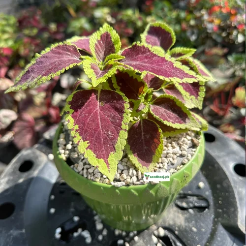Compact coleus fairway mix foliage plant in pot – available in Lahore only