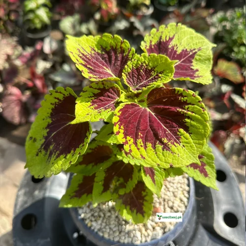 Coleus Salmon indoor plant with salmon-pink leaves – SeedBeej.pk Lahore delivery