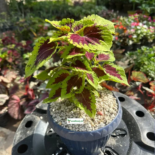 Compact coleus salmon foliage plant in pot – available in Lahore only