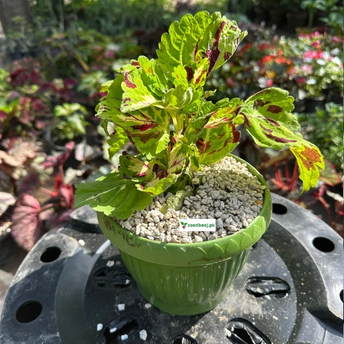 Coleus Mosaic plant with colorful leaves – indoor decorative plant Lahore