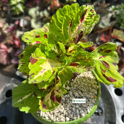 Vibrant pink and green coleus foliage in pot – SeedBeej.pk garden collection