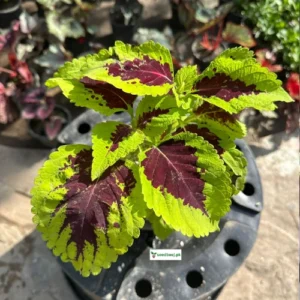 Deep ruby foliage coleus in decorative pot – SeedBeej.pk garden collection