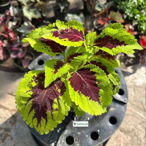 Deep ruby foliage coleus in decorative pot – SeedBeej.pk garden collection