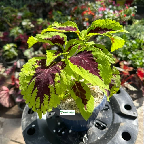 Coleus Ruby plant with rich red leaves – indoor ornamental plant Lahore