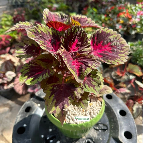 Coleus Rainbow Mix plant with colorful foliage – indoor decorative plant Lahore
