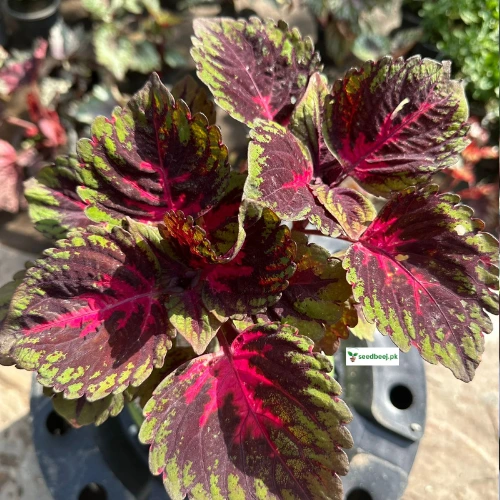 Multi-color leaf coleus plant in pot – vibrant home garden plant SeedBeej.pk